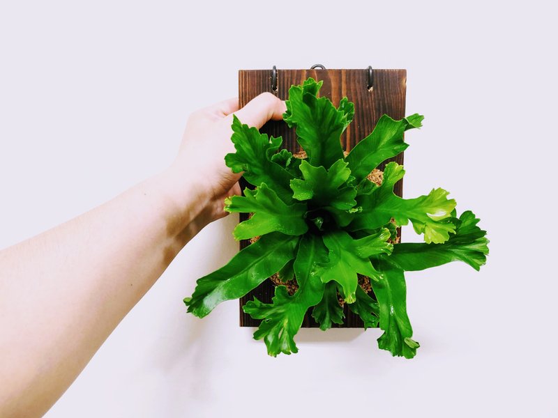 Lujiaoshan Su Moss Ball│Board Plant│Indoor Plants│Window Plants│Foliage Plants - Plants - Plants & Flowers Green