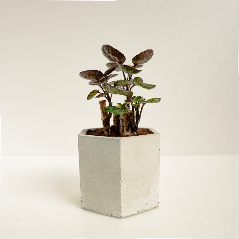 Rainbow jade phlox tree│Clay series│Fu planted - Plants - Cement Green