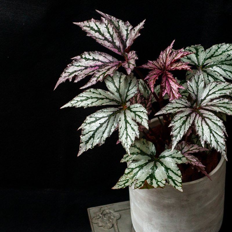 【新入荷】輝夜姬海棠 | 室內觀葉 | 含水泥花盆 - 盆栽/植栽 - 植物．花 銀色