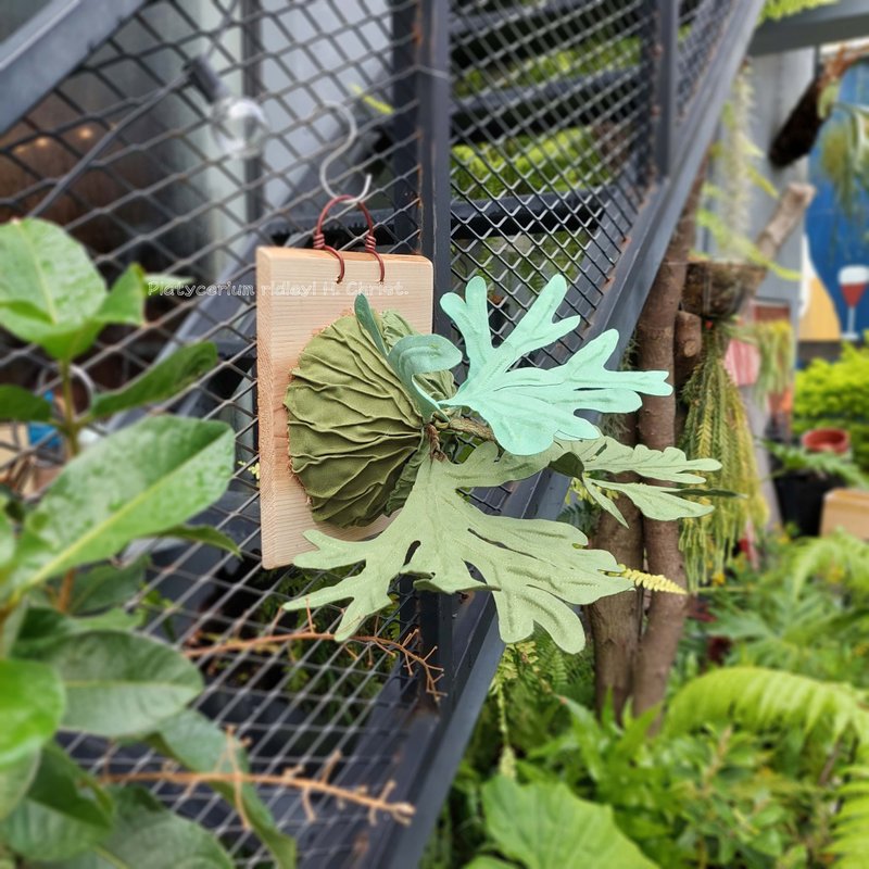 植態寫真-亞猴鹿角蕨壁掛 - 擺飾/家飾品 - 棉．麻 綠色