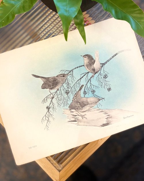 アメリカの鳥画家レックス・ブラッシャー - 北アメリカの鳥と木