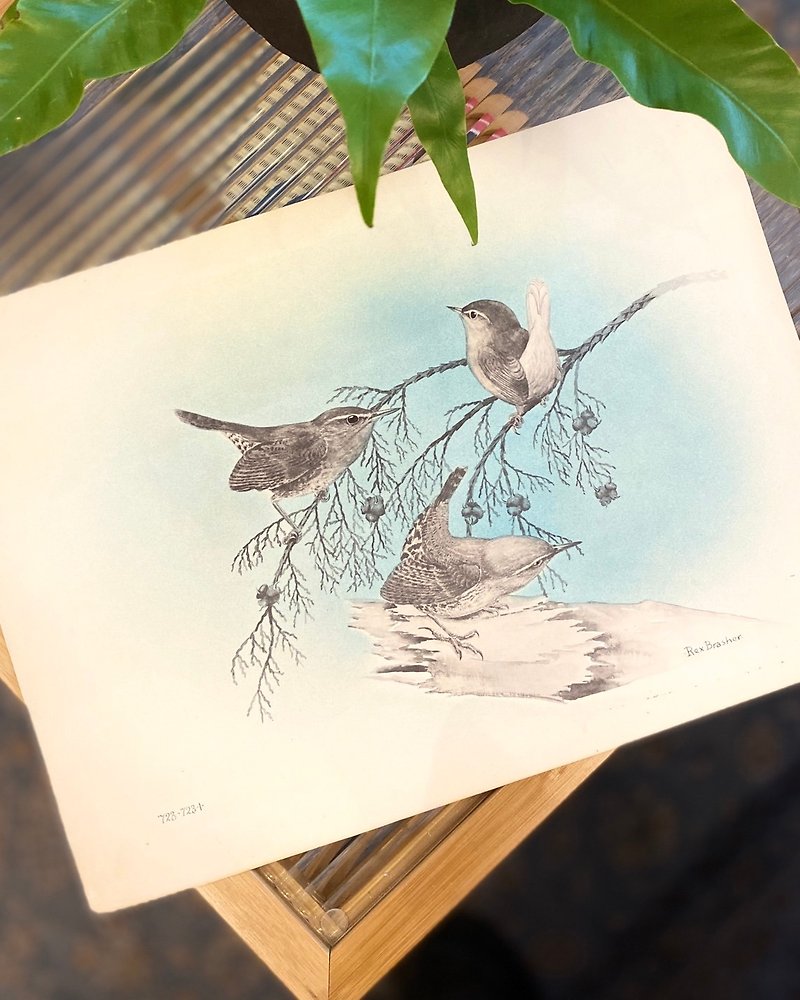 American bird painter Rex Brasher - Birds and Trees of North America - 1931 hand-colored offset print - โปสเตอร์ - กระดาษ สีน้ำเงิน