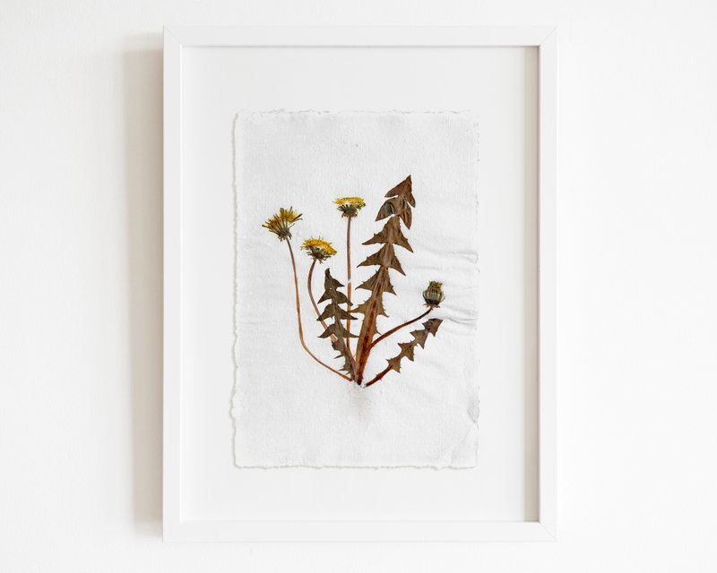 Herbarium III Yellow dandelion pressed flower and plant original botanical art - 海報/掛畫/掛布 - 紙 咖啡色