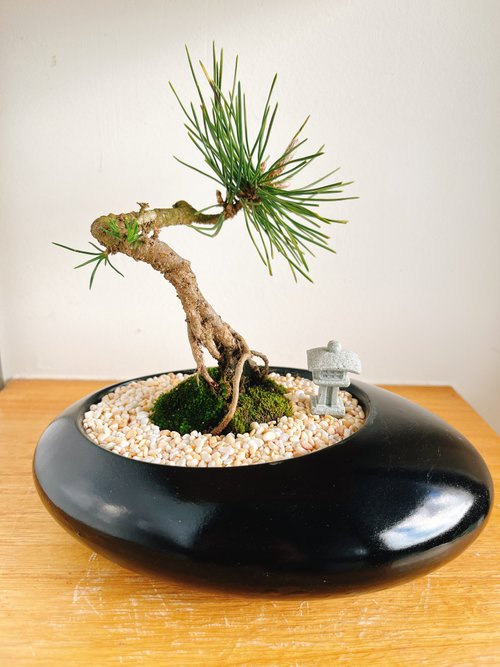 pure-nature 純自然 日式盆栽 黑橢圓瓷器 禪 枯山水 松樹 盆栽 送禮 zen