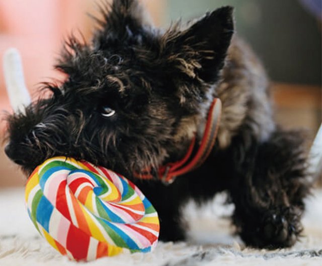 Snack Attack! Pizza, Ice Cream and Lollipop Dog Toy Set - P.L.A.Y.