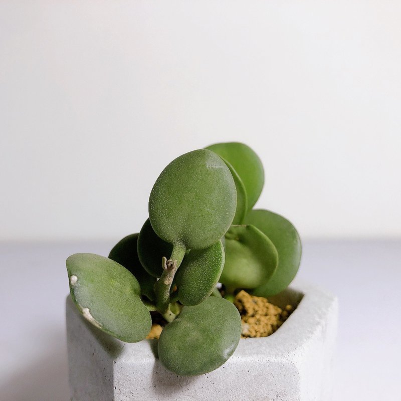 【野草不野-限時販售】碧雷鼓 / 中六邊盆 - 盆栽/植栽 - 植物．花 綠色