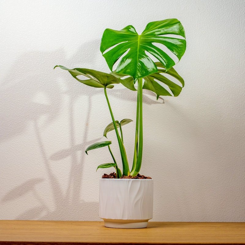 龜背芋 桌上型盆栽推薦 送禮 開幕 喬遷 禮物 - 盆栽/植栽 - 陶 白色