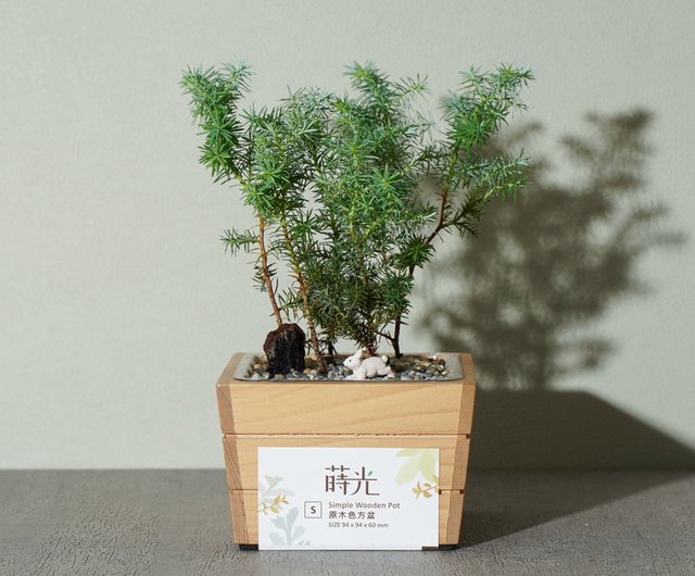 五倍券優惠 期待植栽小木方盆diy材料包 設計館蒔光 盆栽 花藝 Pinkoi