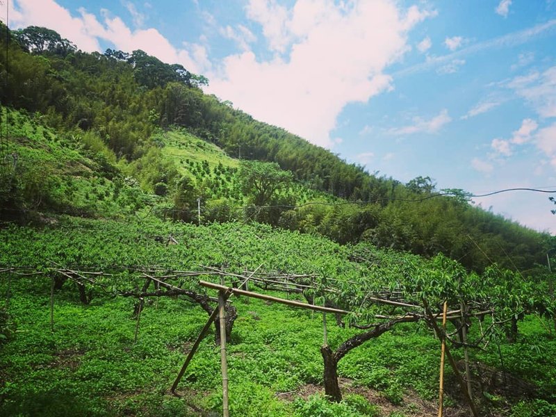 在地體驗_富自山中來 - 深度旅遊 - 其他材質 
