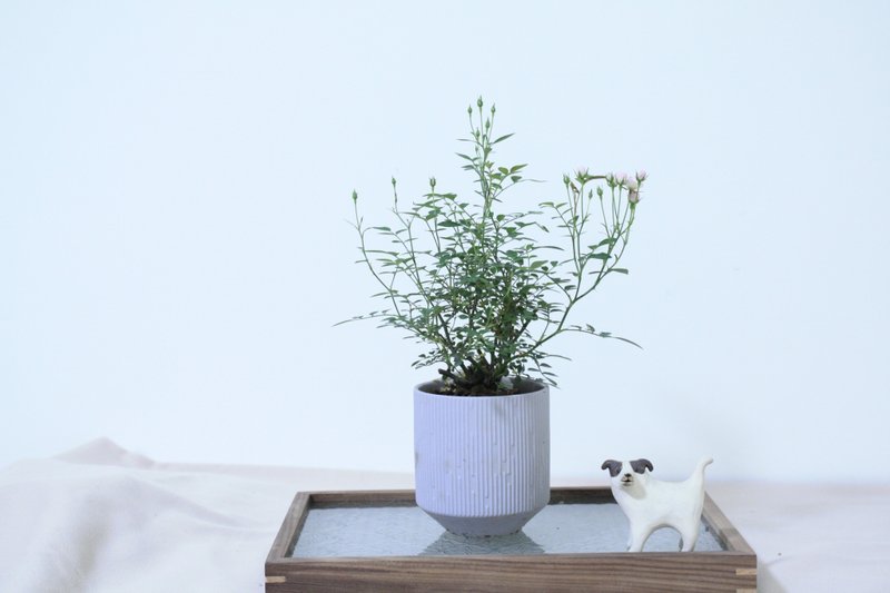 迷你薔薇 l 玫瑰花 中品盆栽  植栽 禮物 - 植栽/盆栽 - 植物．花 