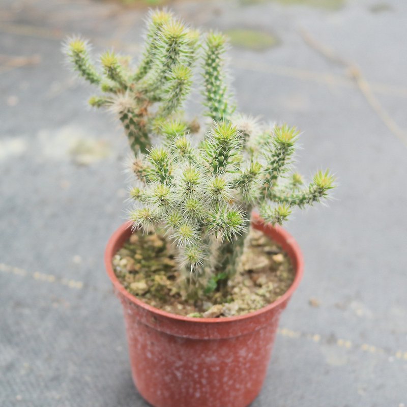 [Doudou Succulents] Housewarming│Gifts│Promotion│Succulents│-Cactus Tree - ตกแต่งต้นไม้ - พืช/ดอกไม้ 