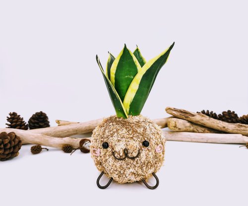 卉色 創意苔球│金剛虎尾蘭│室內植物│陽臺植物│觀葉植物