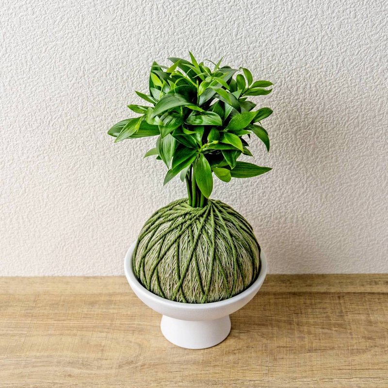 苔球植物 竹柏墨綠苔球加磨砂高腳缽 苔球 苔玉 禮物 送禮 - 盆栽/植栽 - 植物．花 綠色