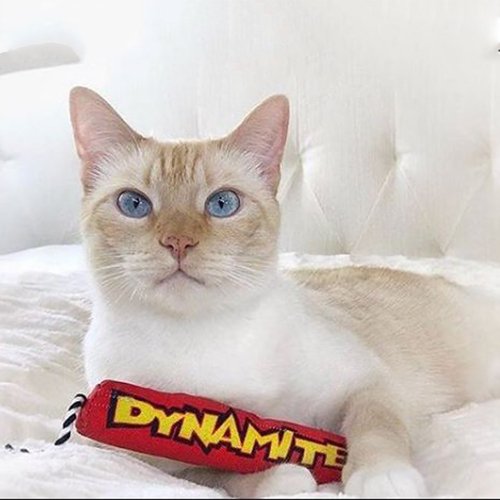 猫草おもちゃの魔法のレッド爆竹 - ショップ Outward Hound おもちゃ