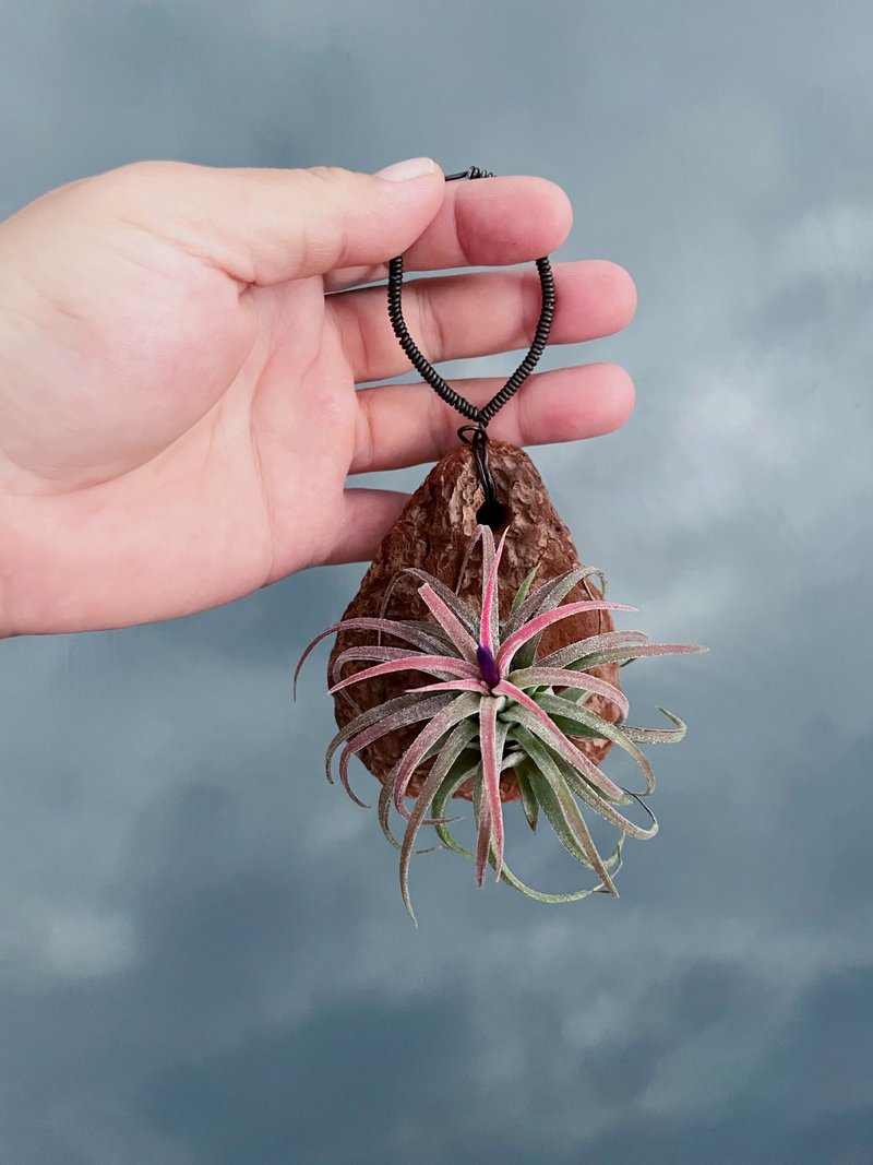 空氣鳳梨天然樹皮壁飾 - 擺飾/家飾品 - 植物．花 