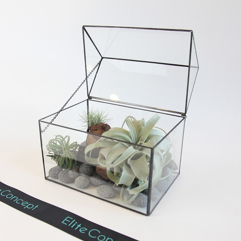空氣鳳梨玻璃屋 /桌上盆栽 - 植物/盆栽/盆景 - 植物．花 綠色