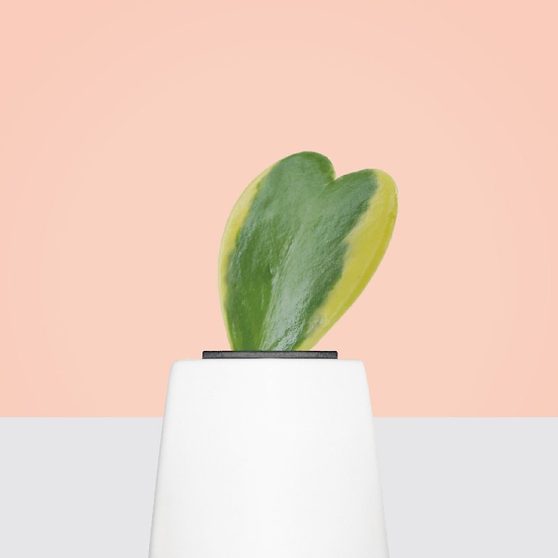 │ Square Pot Series│ One Heart-Succulent Heart-shaped Leaves Soilless Hydroponic Potted Plant - Plants - Plants & Flowers 