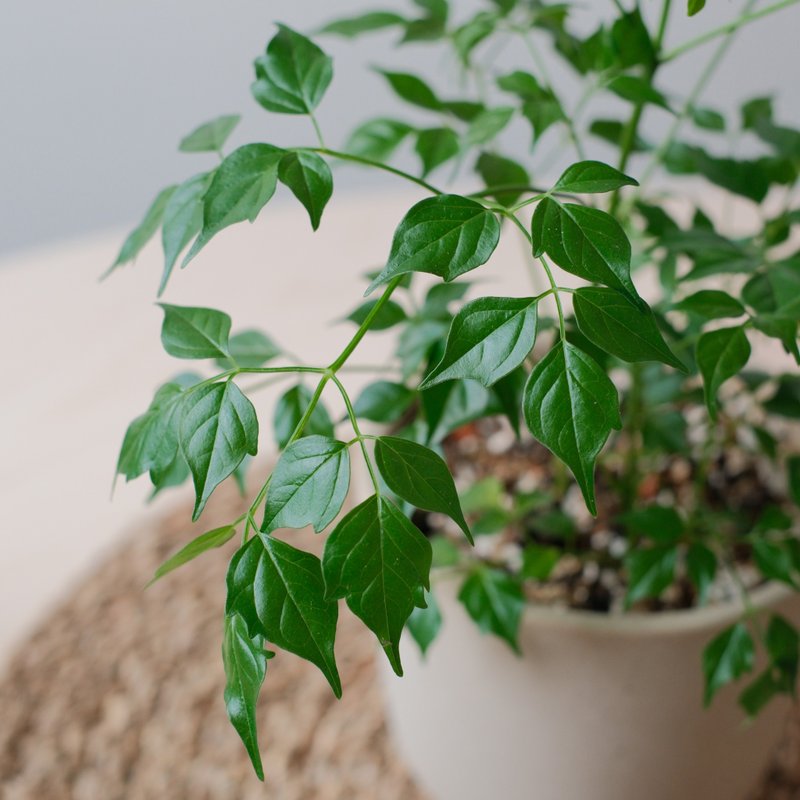 小葉菜豆樹/室內植物 - 盆栽/植栽 - 植物．花 