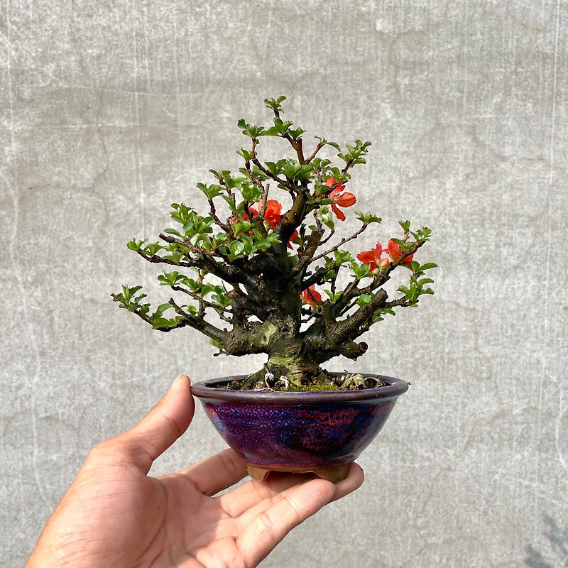 Small potted plants - longevity plum gifts - Plants - Plants & Flowers 
