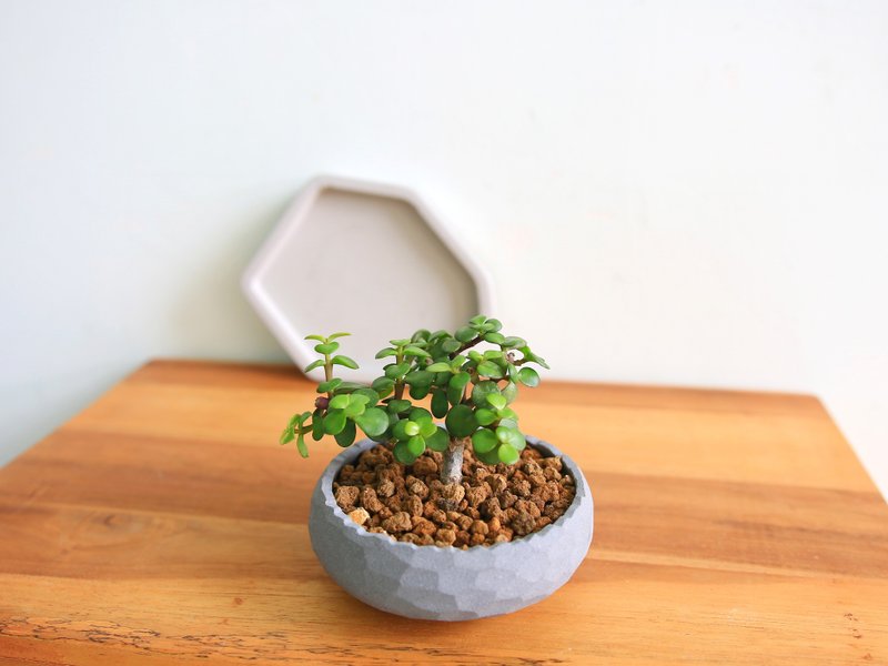 [Limited Edition] Ginkgo wood • Classic round edge Cement potted plant - Plants - Cement Gray