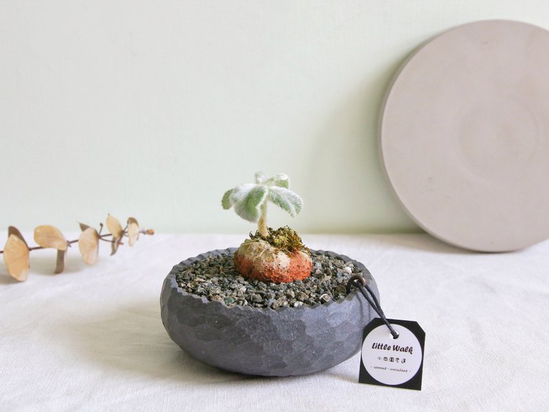 【畢業禮物】斷崖女王 • 黑武士圓稜水泥盆栽 - 植物/盆栽/盆景 - 水泥 黑色