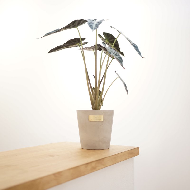 開幕賀禮、新居落成│中型觀葉植栽│小仙女觀音蓮 - 盆栽/植栽 - 植物．花 
