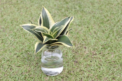 植物蔓蔓 l 水培植栽專賣 水培植栽│金邊短葉虎尾蘭 室內植物 辦公室盆栽 店內擺設