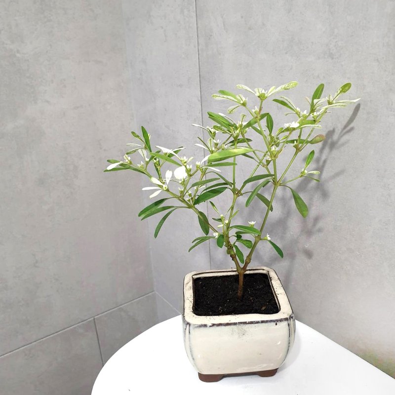 白雪木 室內盆栽 - 盆栽/植栽 - 瓷 卡其色