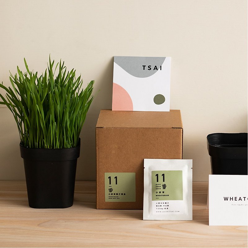 新鮮小麥草 1 盆+小麥草種子組合禮物盒 (附小卡片) - 植物/盆栽/盆景 - 植物．花 