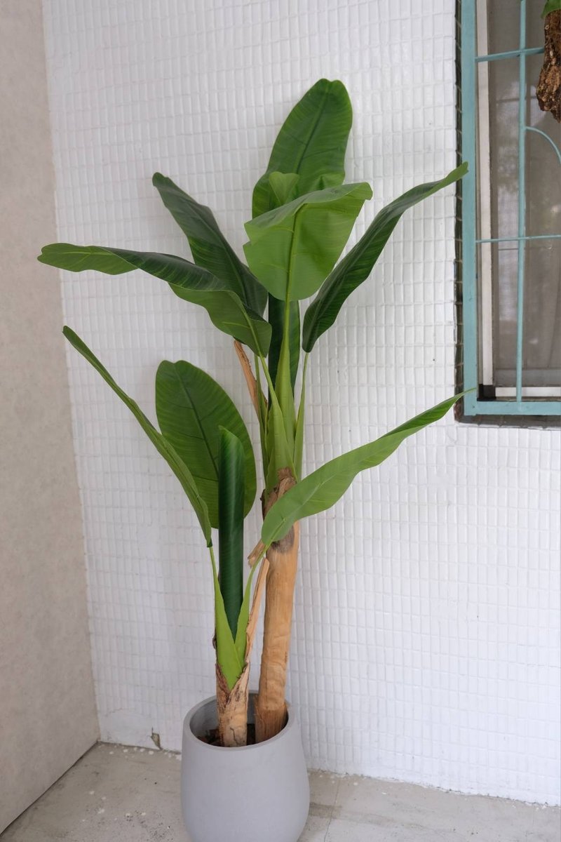 人造植栽/仿真芭蕉樹/仿真植物/綠化/永不凋零 - 植栽/盆栽 - 塑膠 綠色