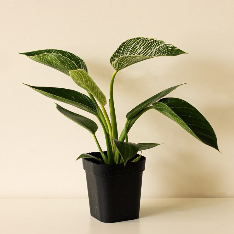 Birkin Little Birkin Philodendron - Plants - Plants & Flowers 