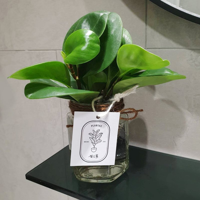 圓葉椒草 水耕植物 - 盆栽/植栽 - 玻璃 綠色