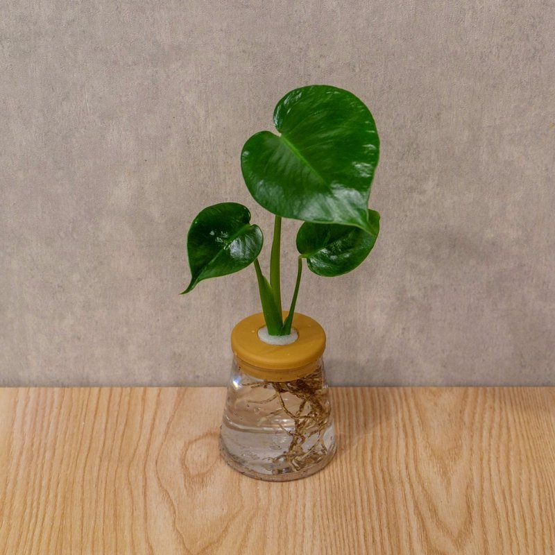 龜背芋 三角水耕盆栽 室內植物 觀葉植物 禮物 水培 - 盆栽/植栽 - 植物．花 透明