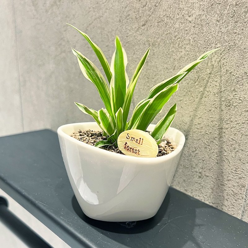 Small Chlorophytum Design Pots | Home Interior Design | Foliage Plants | Hanging Plants | Purifying Plants - Plants - Plants & Flowers White