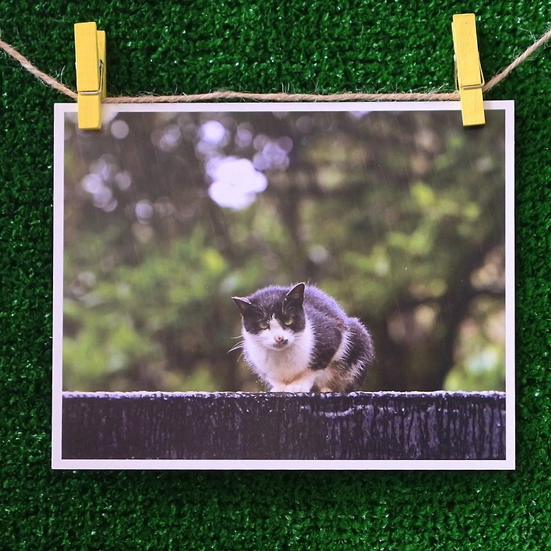 3猫屋猫写真ポストカード（写真：猫夫人）–孤独 - カード・はがき - 紙 