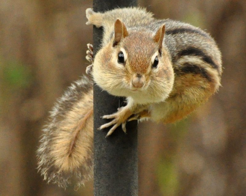 chipmunk realistic animal stuffed artdoll poseable - 公仔/玩偶 - 環保材質 多色