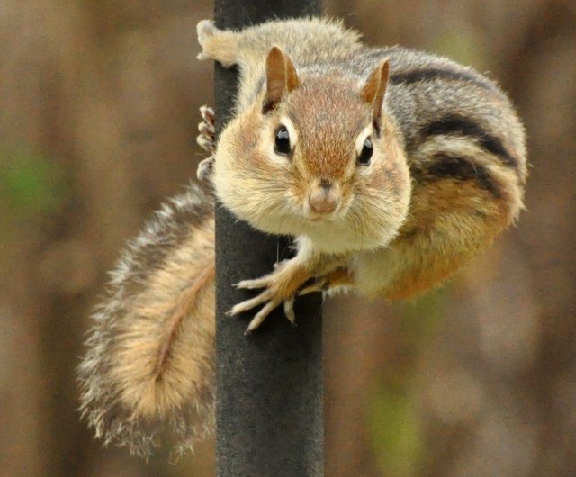 シマリスのリアルな動物のぬいぐるみアートドール、ポーズをとらせる