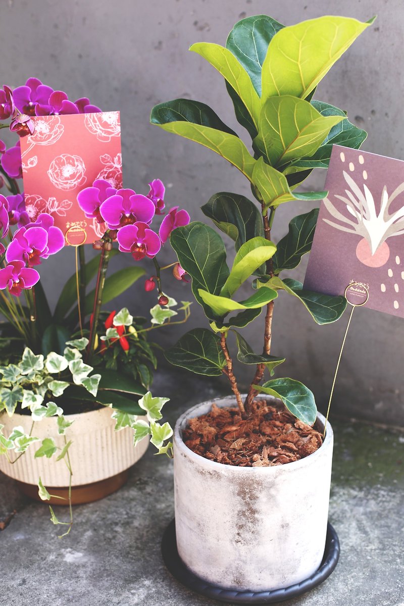 [omededo congratulations and blessings] flowers and trees are the first choice for gifts to congratulate orchids and fiddle leaves - Plants - Plants & Flowers Pink