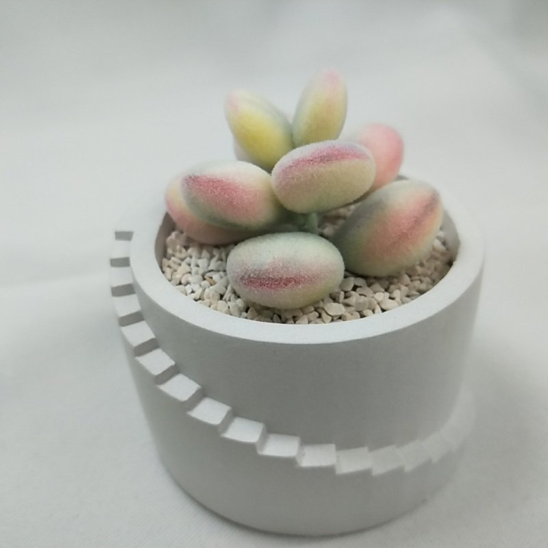 仿生黏土多肉植物 乒乓福娘錦 - 擺飾/家飾品 - 黏土 