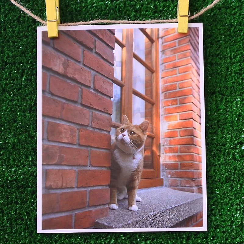 Cat&#39;s photo postcard