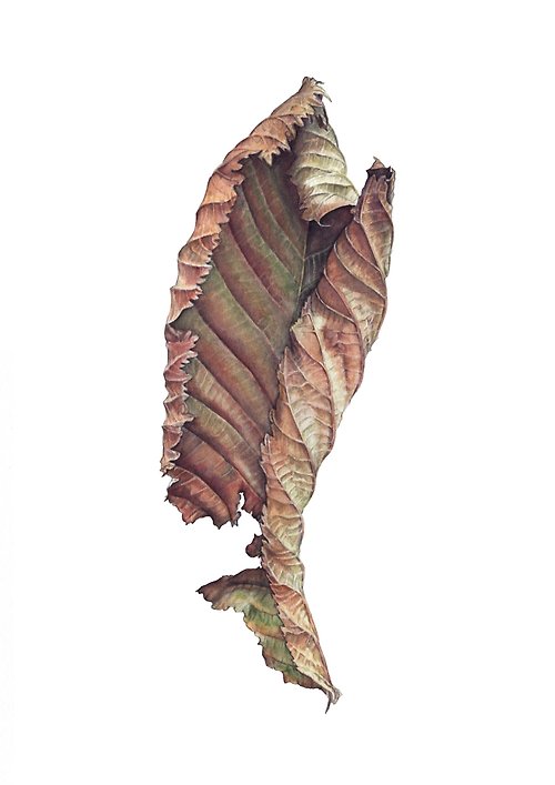 Inspiration Chestnut leaf