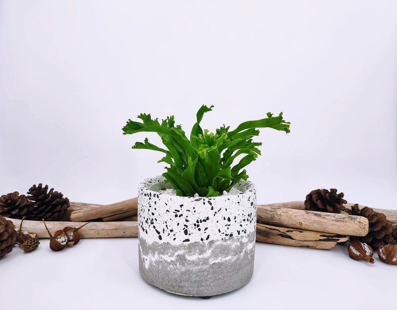 Cement flower pots│Cement Cement plants│Cement plants (excluding plants ) │ - Plants - Cement White