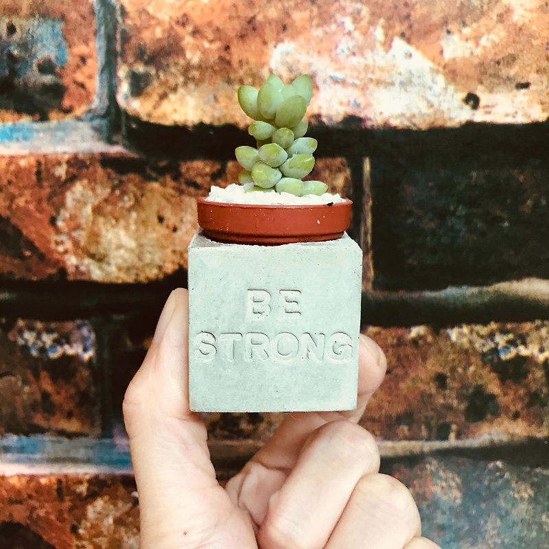 Be strong, succulent magnet potted plants - ตกแต่งต้นไม้ - ปูน หลากหลายสี