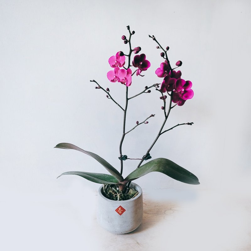 滿天紅 蘭花 - 盆栽/植栽 - 植物．花 