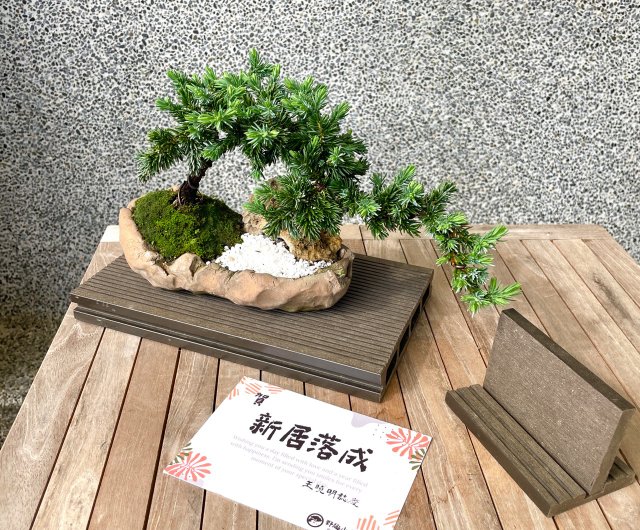 小品盆栽-杜松組合盆景送禮野趣小品盆栽Rustic Charm Bonsai｜盆栽/植