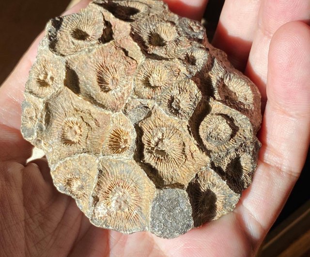割引卸値天然 珊瑚(サンゴ)化石 平安扣（フォッシルコーラル・菊花石）一点ものGT730 置物