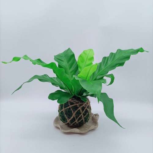 植覺 苔球植物 山蘇 室內植物 懶人盆栽 蕨類