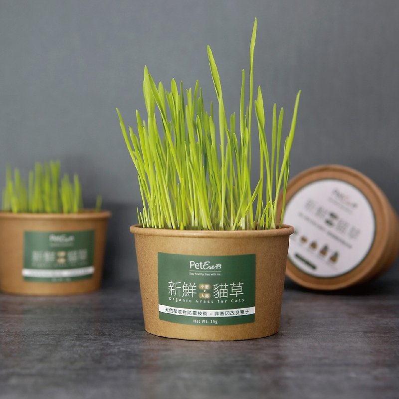 Fresh cat grass [barley x wheat] - Other - Plants & Flowers 