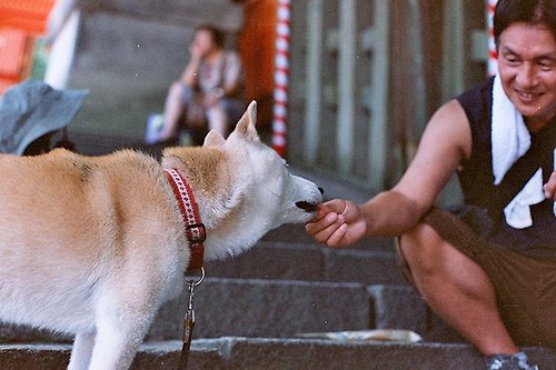 Katie Yang Photographs 攝影 萬用 明信片 - Japan系列 - 寵物