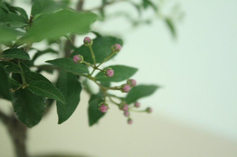 李氏櫻桃-中品盆 - 盆栽/植栽 - 植物．花 